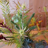 カンガルーポー,グレビレア アメジスト,メラレウカ  スノーインサマー,カロタムス　ダスティグレー,リューカデンドロン ハーレクインの画像