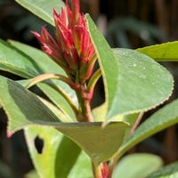 カナメモチ,カナメモチ,カナメモチ,カナメモチ(要黐),紫金山公園での画像