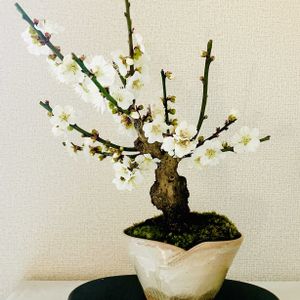 ウメ,梅盆栽,うめ,梅(うめ),梅 (白梅)の画像