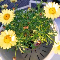 マーガレット,ユリオプスデージー,アワユキエリカ プリティレッド,ディアスシア・ダーラ　アップルブロッサム,ディアシア ダーラ ローズの画像