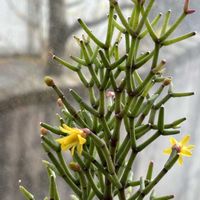 ハティオラ サリコルニオイデス,多肉植物,鉢植え,多肉大好き,サボテンの花の画像