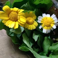 シュンギク,シュンギク,ノースポール,春菊,スイスチャードの画像