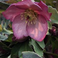 サザンカ,菜の花,シャリンバイの実,クリスマスローズ「フロスティ」,クリスマスローズ「氷の薔薇」の画像