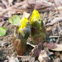 キンカン,フキノトウ,フクジュソウ,アオジ♂,山野草の画像