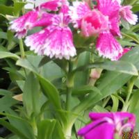 ナデシコの画像