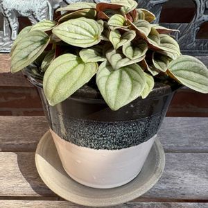 観葉植物,植え替え,お迎えの画像