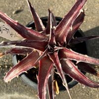 乙女心,リトープス,ディッキア．,多肉植物の画像