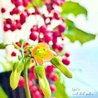 カランコエ,ナンテン,セローム,多肉植物,観葉植物の画像