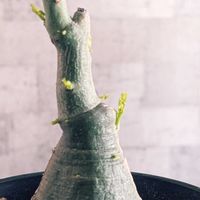 グラウカ,アデニア　グラウカ,アデニア・グラウカ,多肉植物,塊根植物の画像