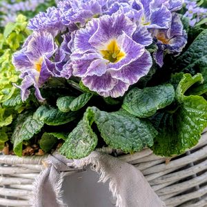 イオノプシジウム,バコパ,プリムラ　ジュリアン,寄せ植え,リースの画像