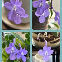 ストレプトカーパス,火祭り,ユーフォルビア.,♡南の空♡,レモンカード。の画像