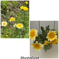 シュンギク,生け花,今日のお花,お出かけ先の画像