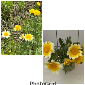 シュンギク,生け花,今日のお花,お出かけ先の画像