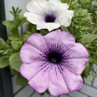 ペチュニアの画像