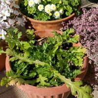 シュンギク,春菊,プランター菜園,ベランダ菜園,今日のお花の画像