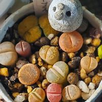 クリスマスローズ,クリスマスローズ,リトープス,コノフィツム マウガニー,フロリディティールの画像