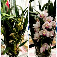 シンビジウムの画像