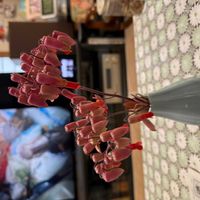 胡蝶の舞の画像