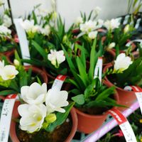 フリージア,ホームセンター,沖縄,メイクマン,納品の画像