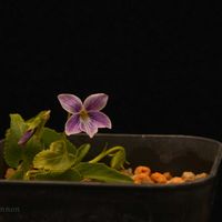 スミレ,ノジスミレ,リュウキュウコスミレ,すみれ,イヨスミレの画像