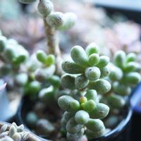 緑亀の卵,多肉植物,植中毒,タニラー,岩手県の画像