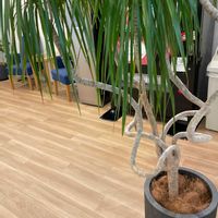 ドラセナ・コンシンネの画像