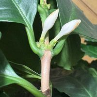 コーヒーの木,北海道,室内管理の画像