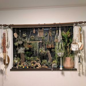 チランジア,グリーンネックレス,テクトラム,アルボマルギナータ,観葉植物の画像