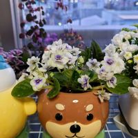 セントポーリア,百均,多肉植物,観葉植物,塊根植物の画像