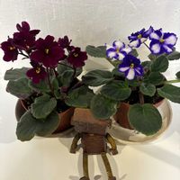 ストレプトカーパス,ストレプトカーパス,セントポーリア,セントポーリア,ミニ胡蝶蘭の画像