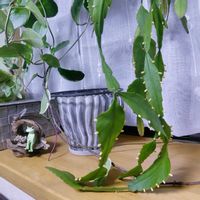 リプサリス,リプサリス エリプティカ,観葉植物,出窓,サボテン科の画像