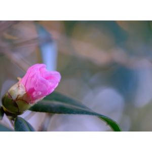 ワビスケ,広い庭の画像