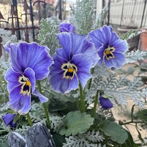 マイガーデン,手作りの庭,花のある暮らし,ナチュラルスタイル,GS映えの画像