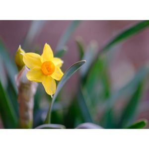 キフサスイセン,広い庭の画像