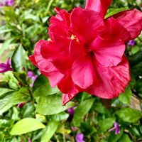 ハイビスカス,ハイビスカス 八重咲き,パープルスター,ムラサキドリビー,鉢植えの画像