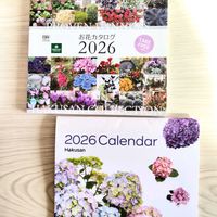 ミニバラ・モカ,ガーデニング,ナチュラルガーデン,ネコ好き,꒰ღ˘◡˘ற꒱かわゅ~の画像