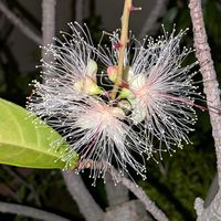サガリバナ,熱帯植物,沖縄,横浜の画像