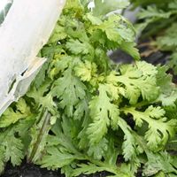 シュンギク,野菜,今日のお花,Z,雪よけドームの画像