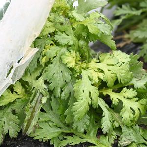 シュンギク,野菜,今日のお花,Z,雪よけドームの画像