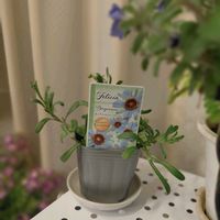 キングフィッシャー デージー,フェリシア・ベルゲリアナ,種まき中毒,GS映え,種まき大好きの画像