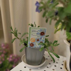 キングフィッシャー デージー,フェリシア・ベルゲリアナ,種まき中毒,GS映え,種まき大好きの画像