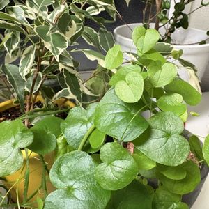 多肉植物,観葉植物,ジャンクガーデン,神奈川タニラー,多肉女子の画像