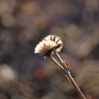 ツワブキ,頑張れ✊,ちっちゃいものクラブ,yu ＆ゆうクラブ,小さな庭の画像