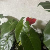 アンスリウム,観葉植物,リビング・ダイニングの画像