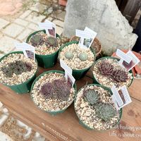 センペルビウム,多肉植物,ガーデニング,アエオニウムの画像