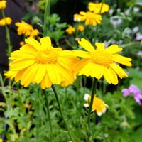 シュンギク,シュンギク,春菊,春菊,黄色い花の画像