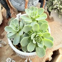 マウンテンローズ,多肉植物,ガーデニング,アエオニウムの画像