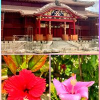 ツワブキ,ハイビスカス,寒緋桜,カンヒザクラ,再建途中の首里城の画像