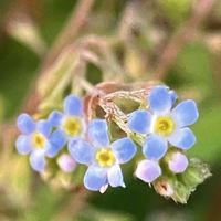 オキザリス,キュウリグサ,キルタンサス,スイセン,ツルウメモドキの画像