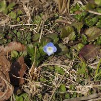 オオイヌノフグリ,山野草の画像
